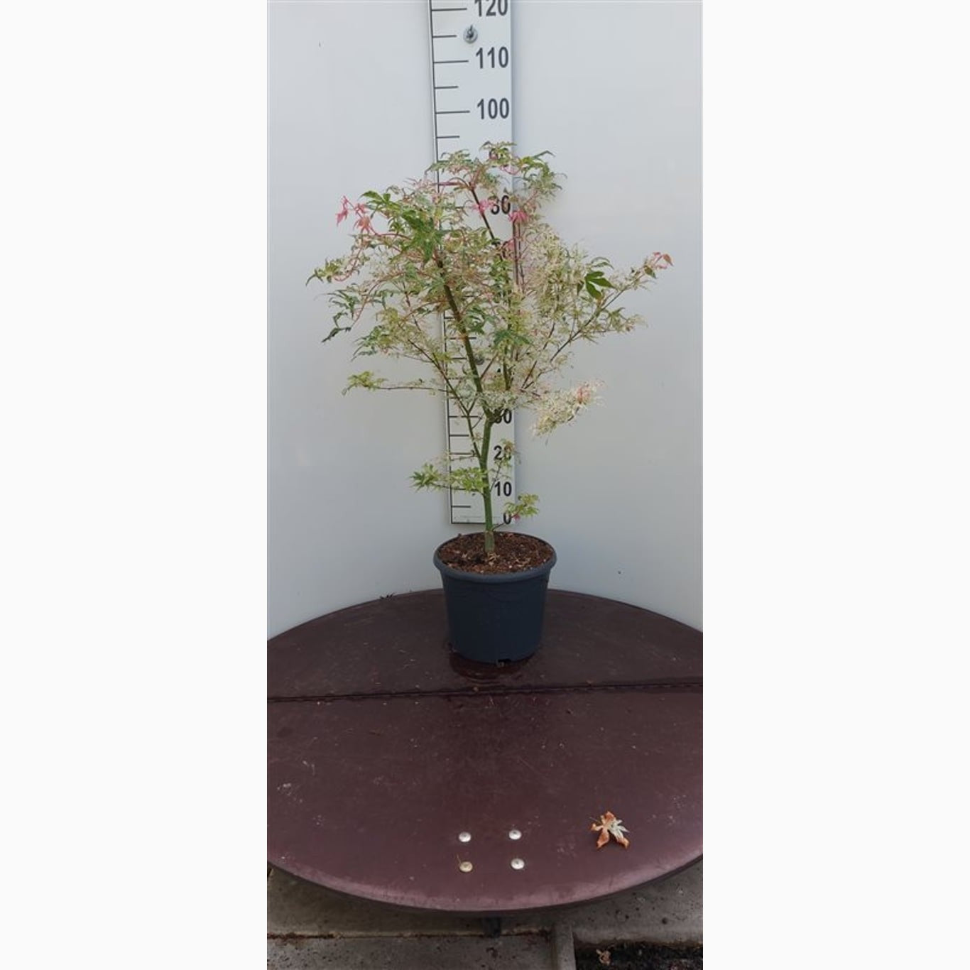 Japansk lönn – Acer pal. 'Ukigumo' - C10 80-100 CM